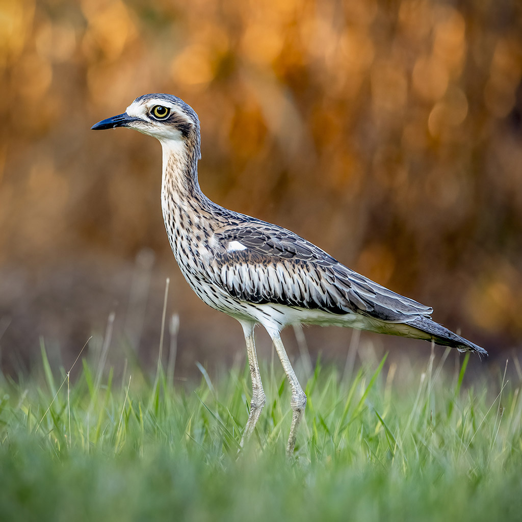 Bush stone-curlew