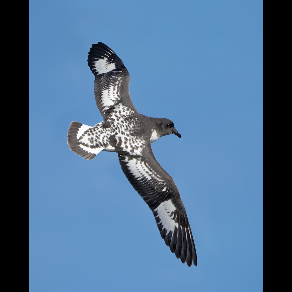Cape Petrel