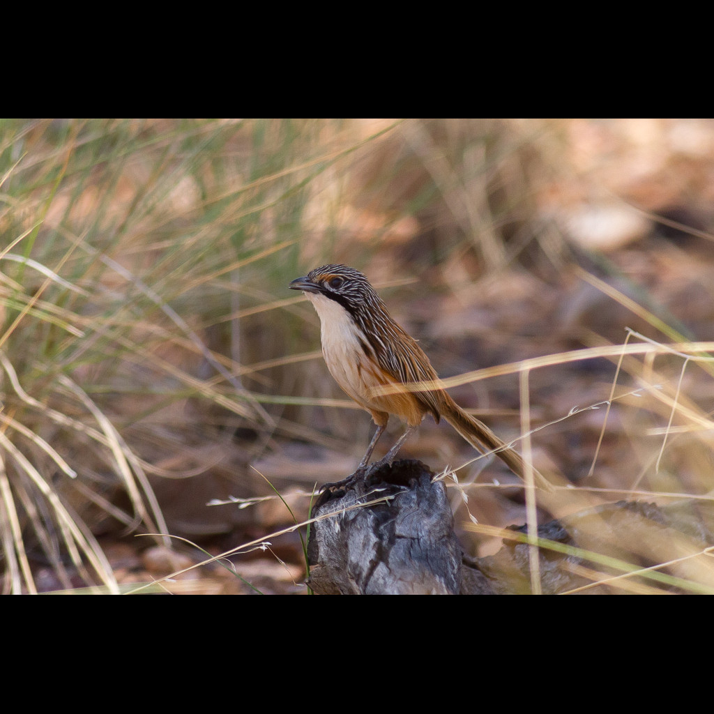 Carpentarian Grasswren