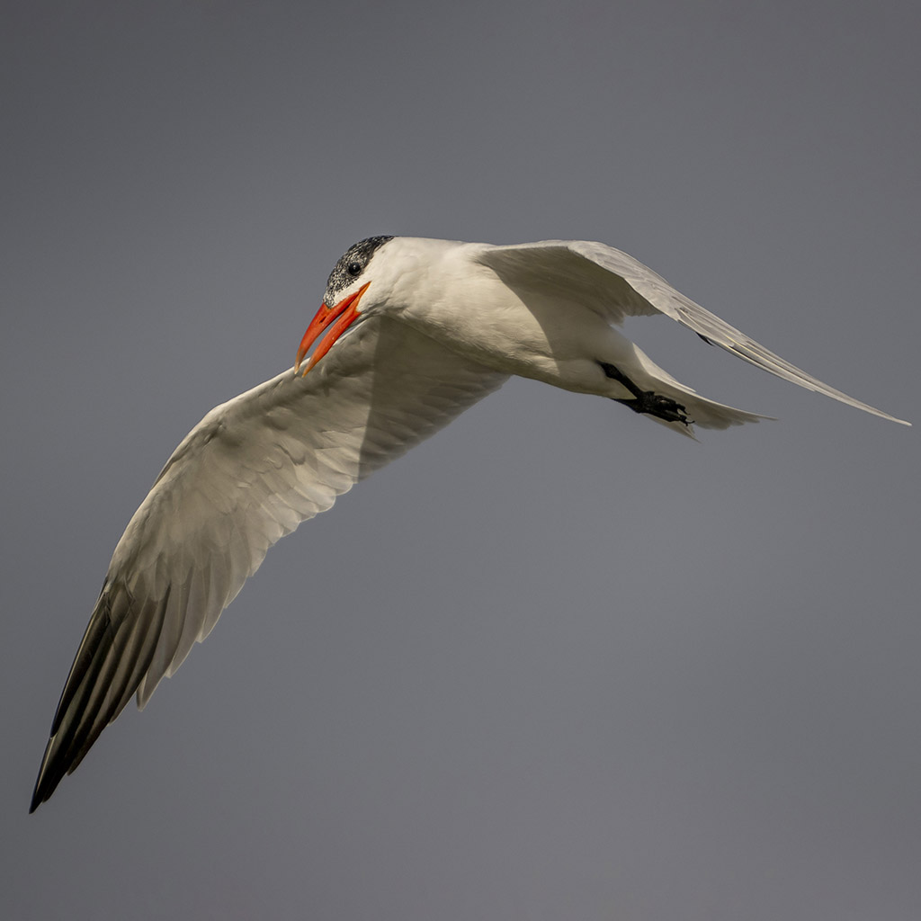 Caspian Tern