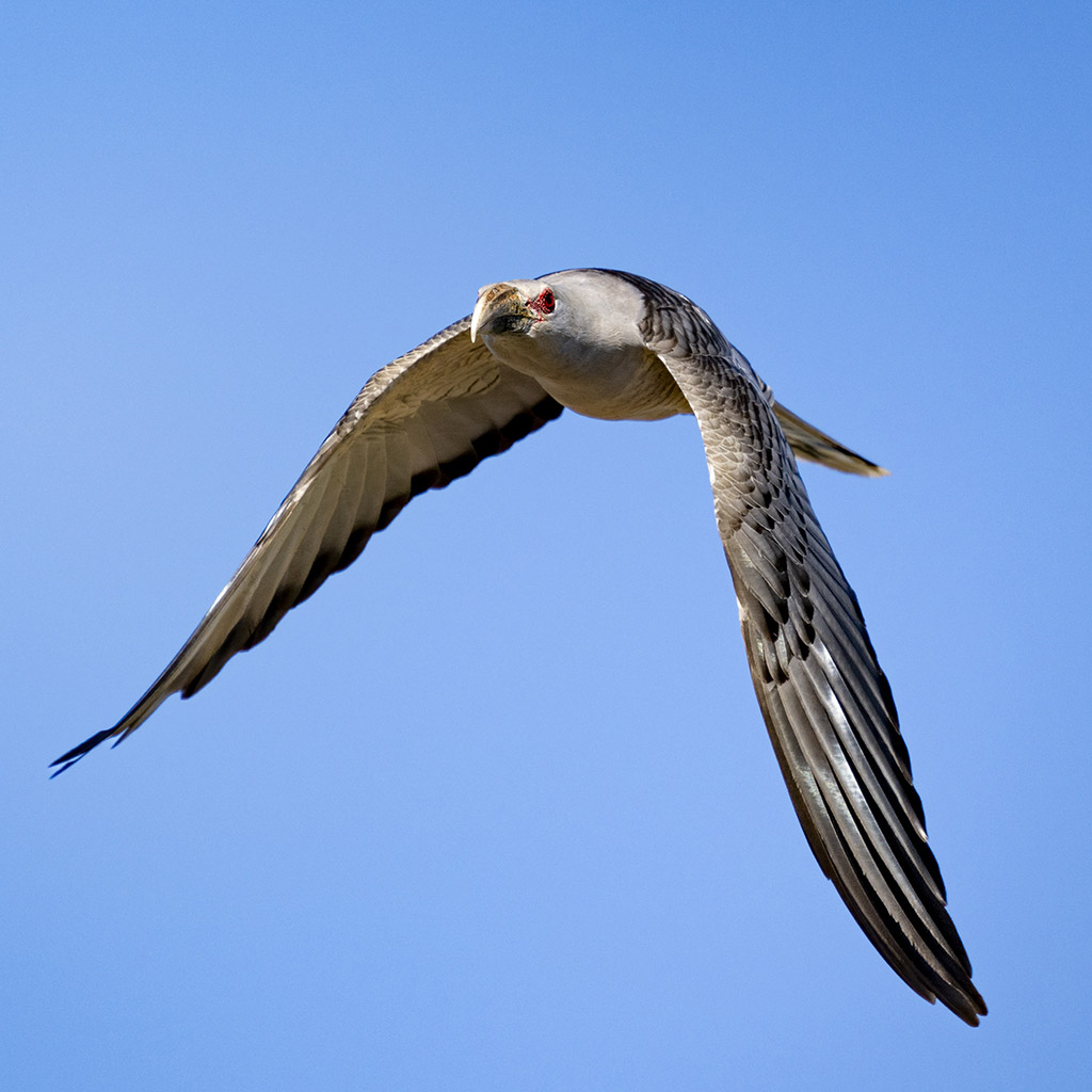 Channel-billed cuckoo