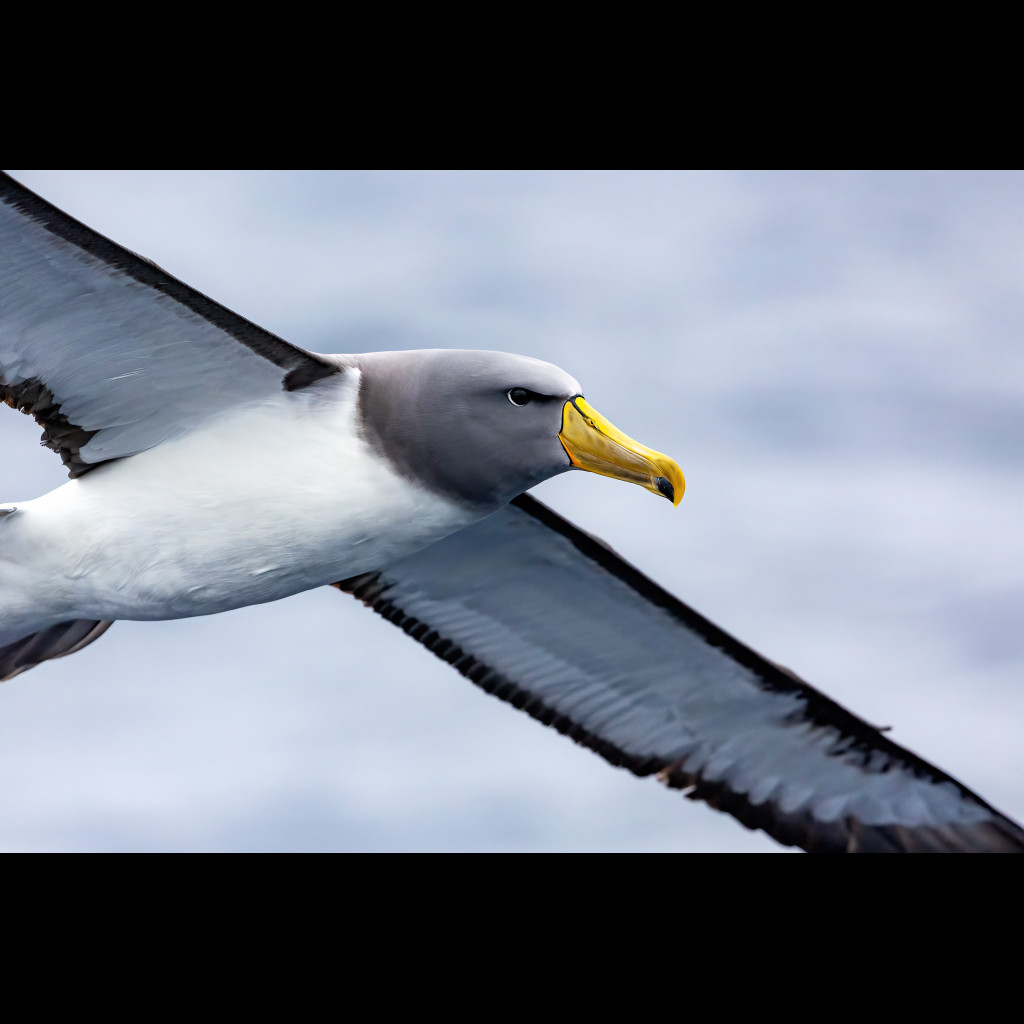 Chatham Albatross
