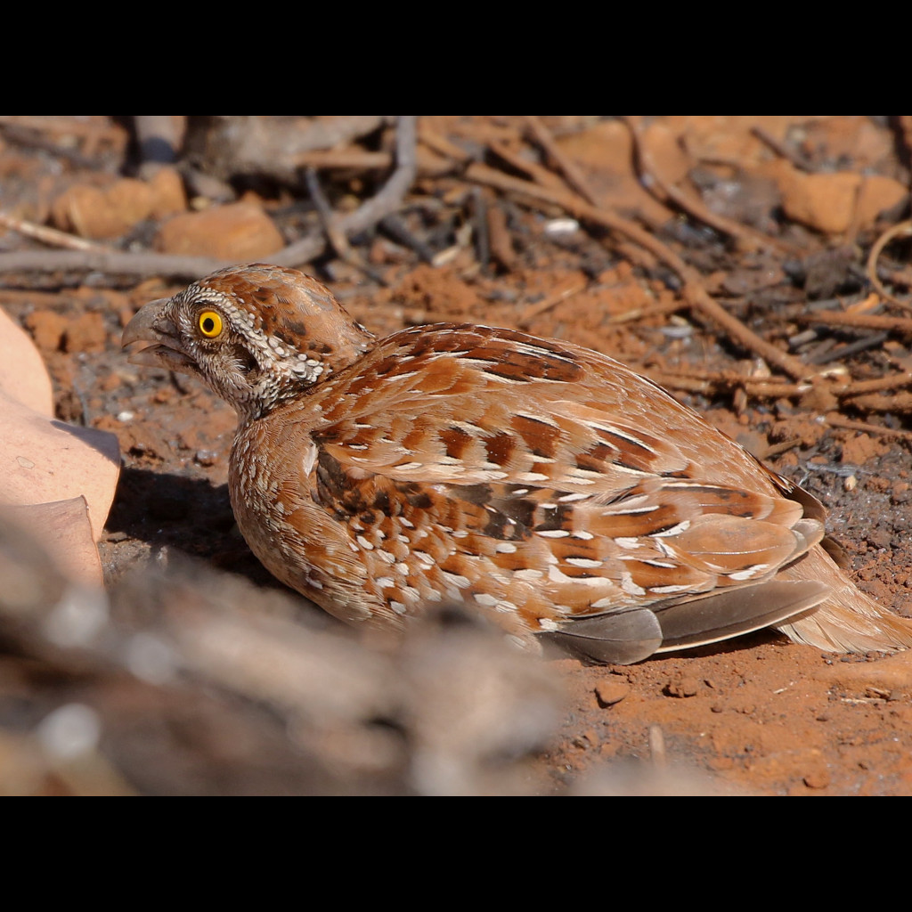 Chestnut-backed Buttonquail