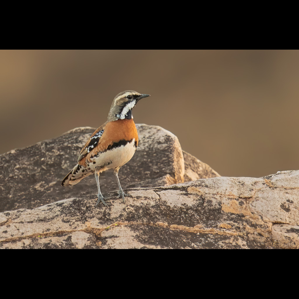 Chestnut-breasted Quail-thrush