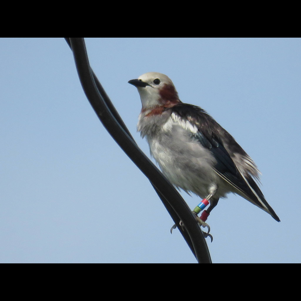 Chestnut-cheeked Starling