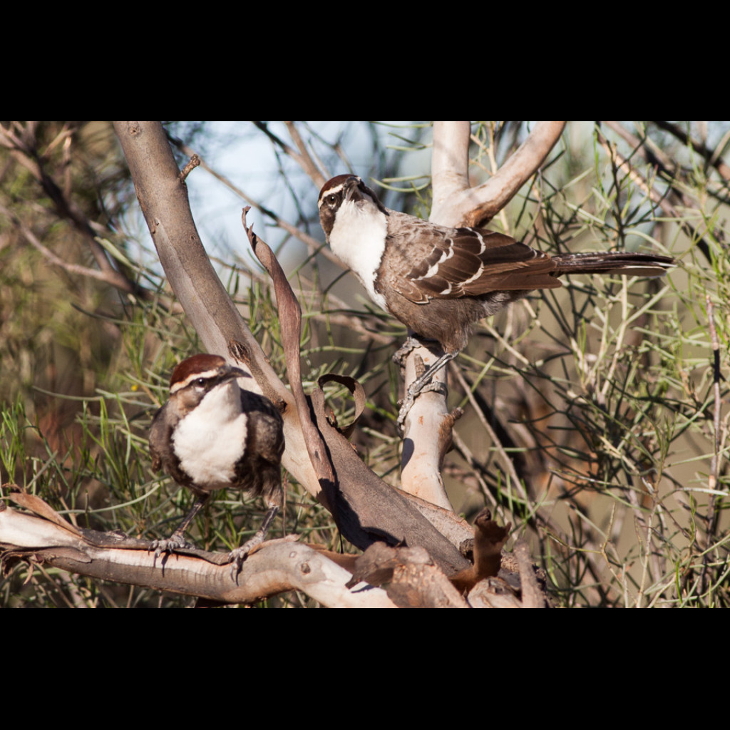 Chestnut-crowned Babbler