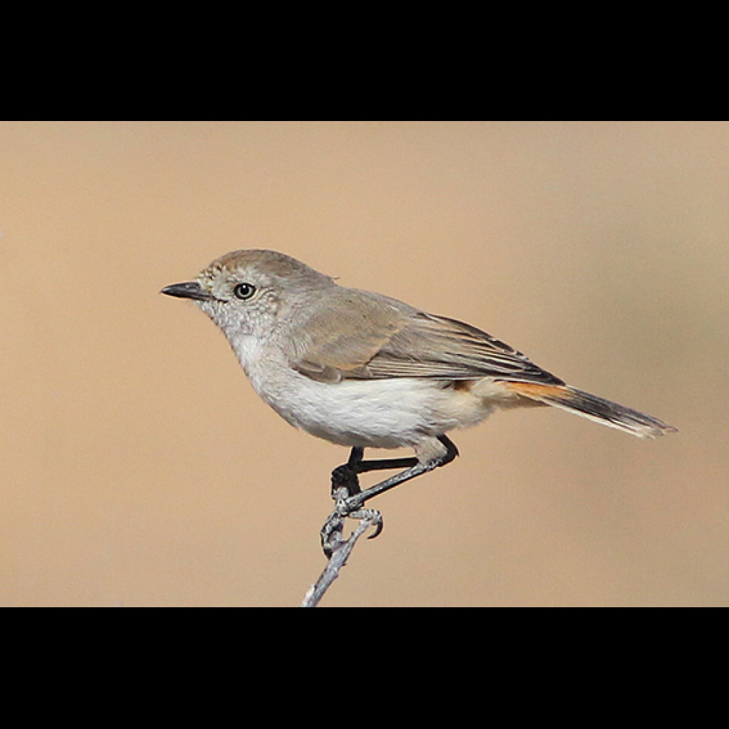 Chestnut-rumped Thornbill