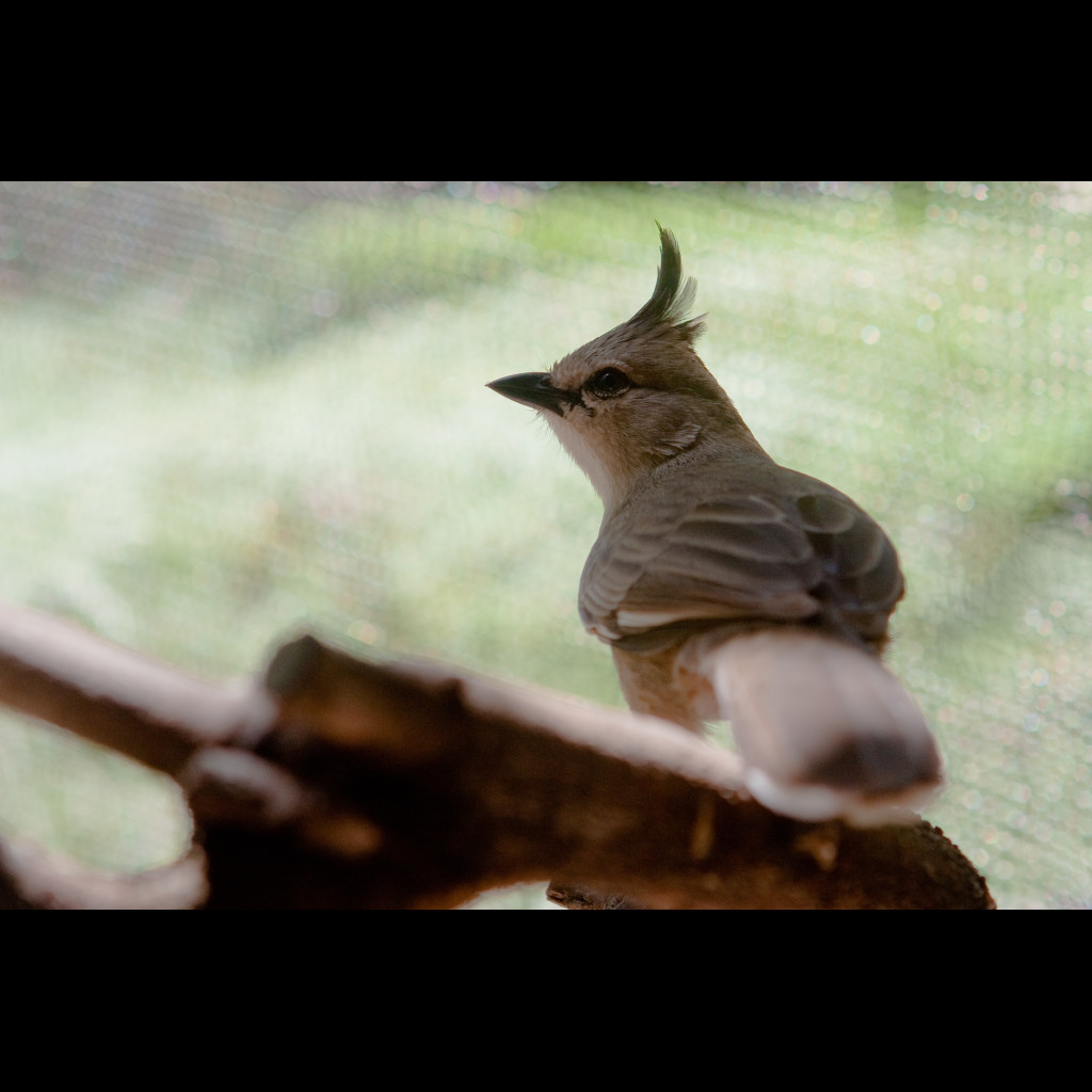 Chiming Wedgebill