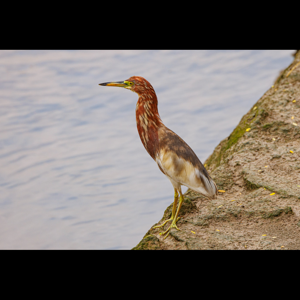 Chinese Pond Heron