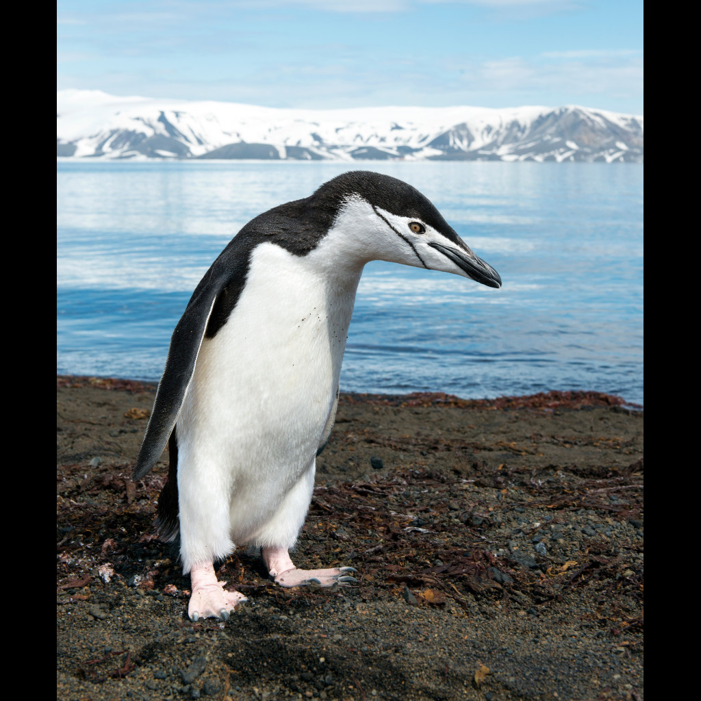 Chinstrap Penguin