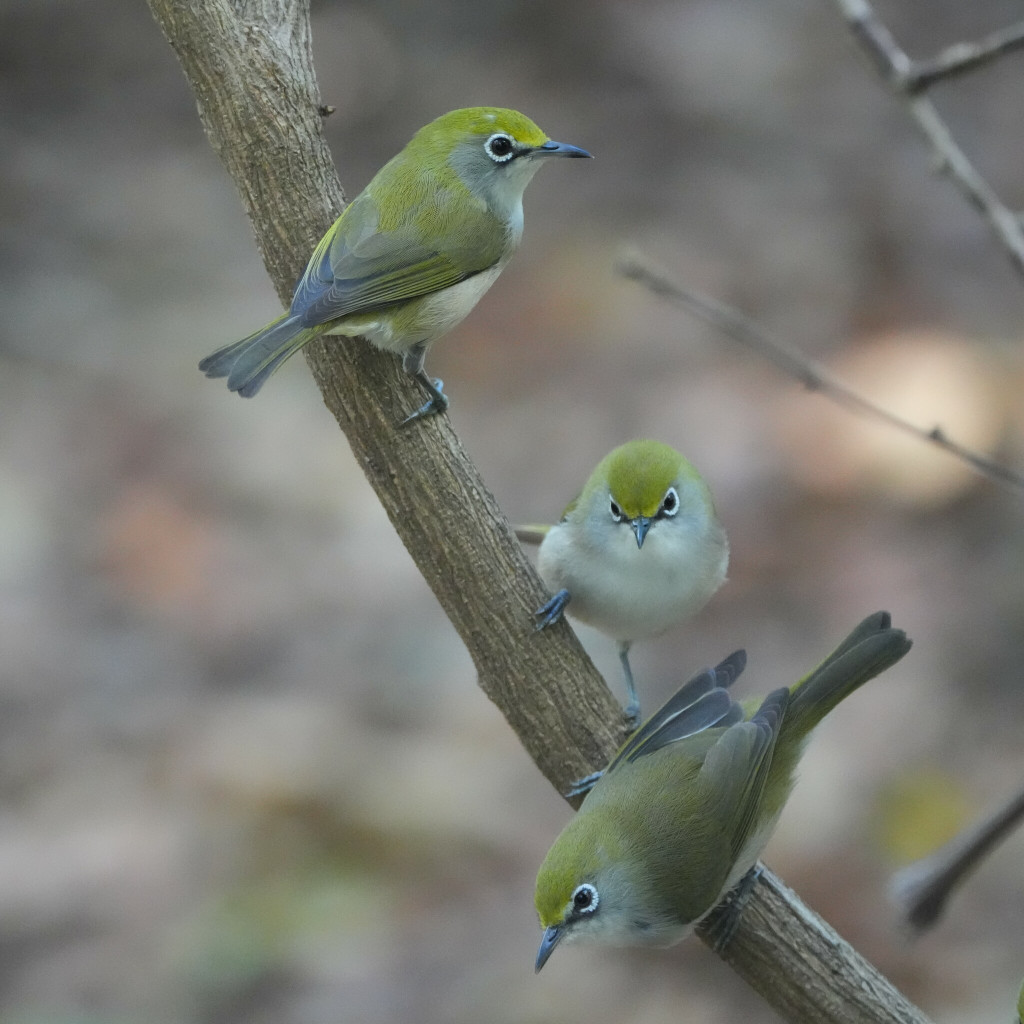 Christmas Island White-eye