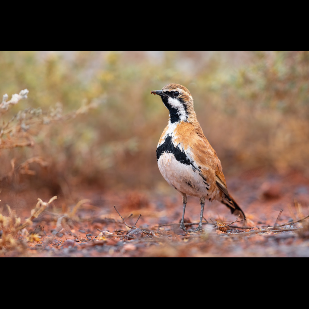 Cinnamon Quail-thrush