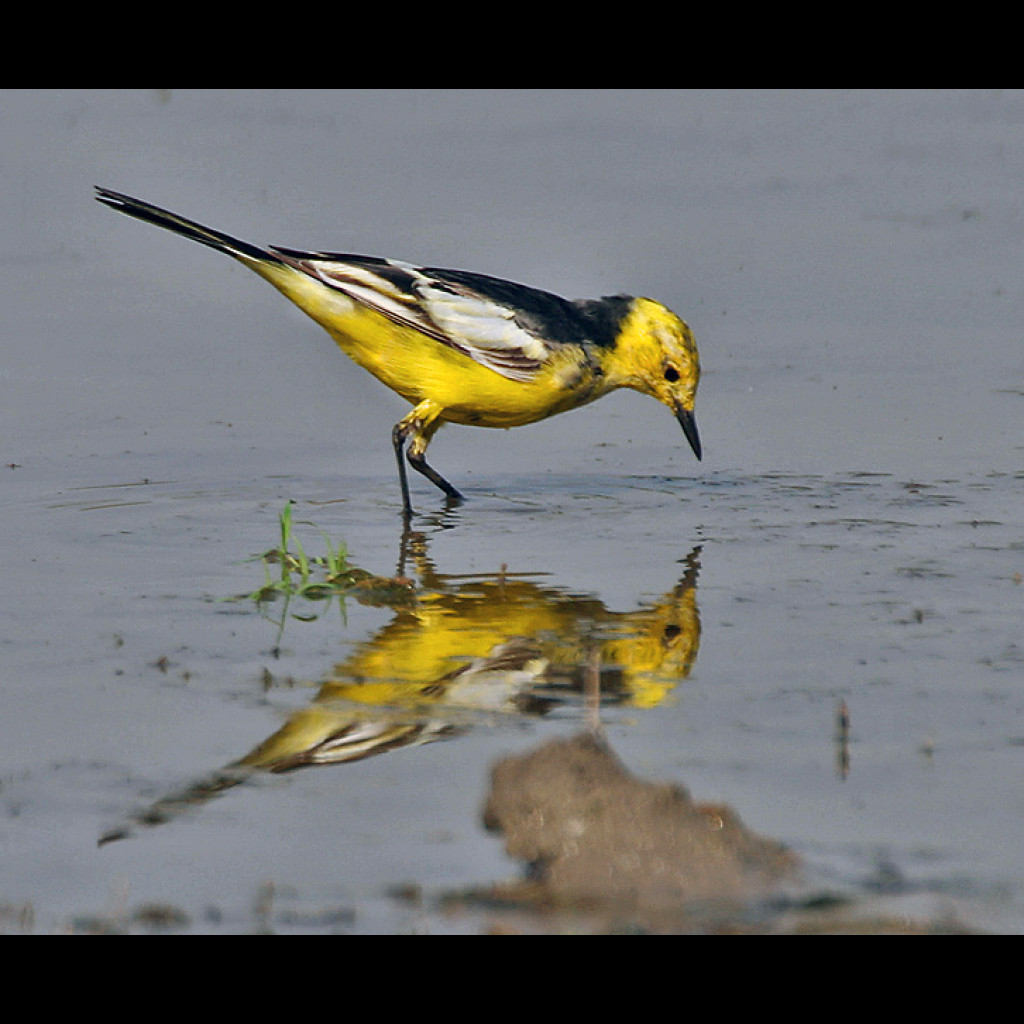 Citrine Wagtail