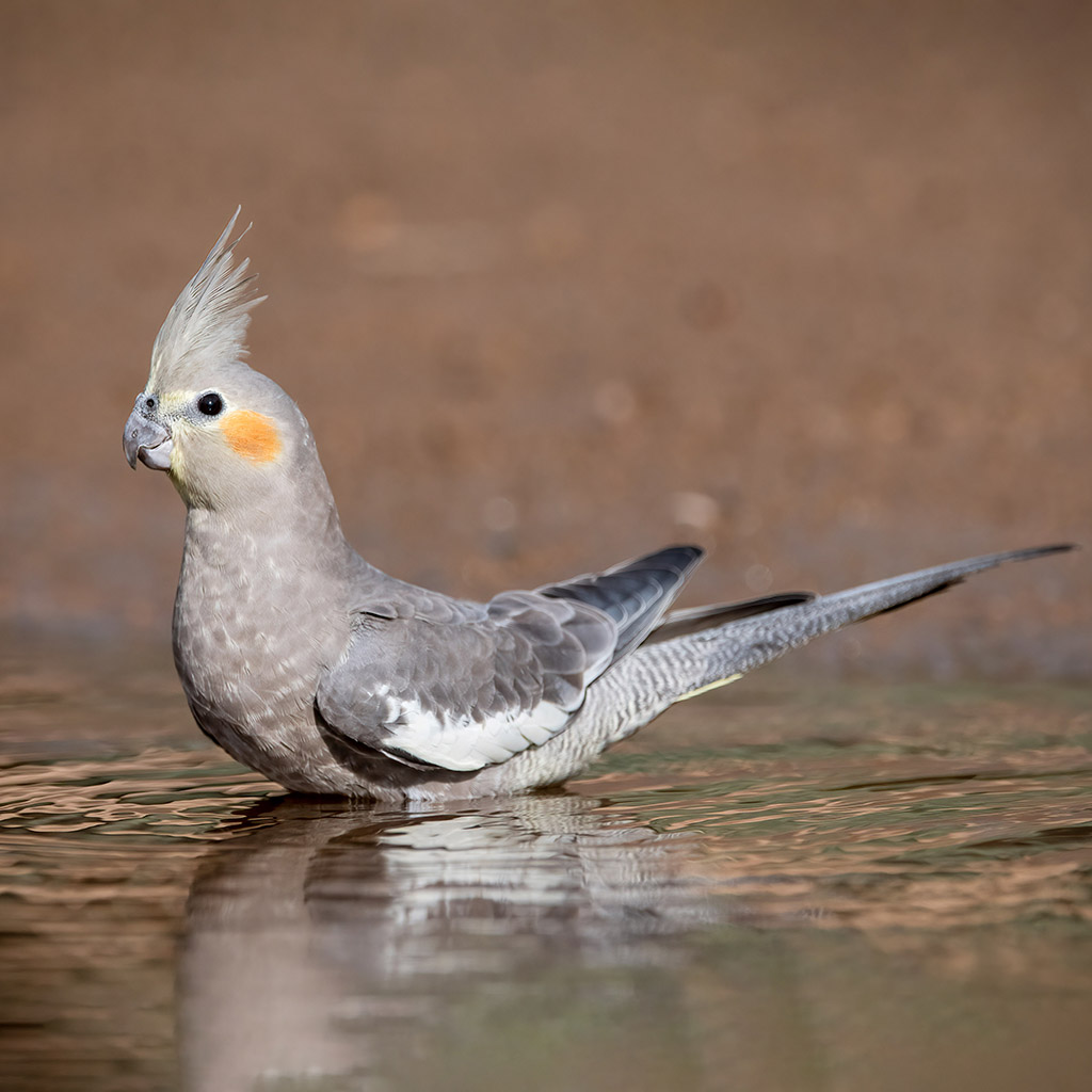 Cockatiel