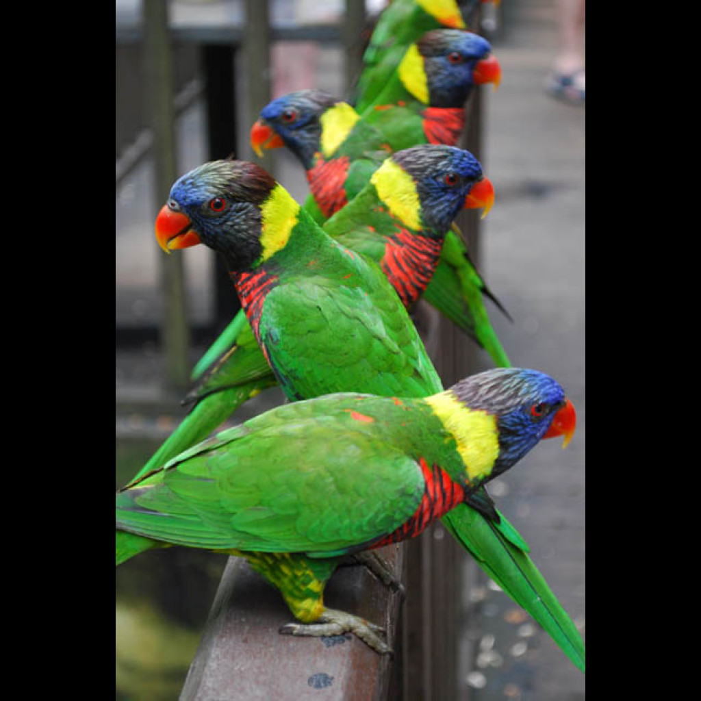 Coconut Lorikeet