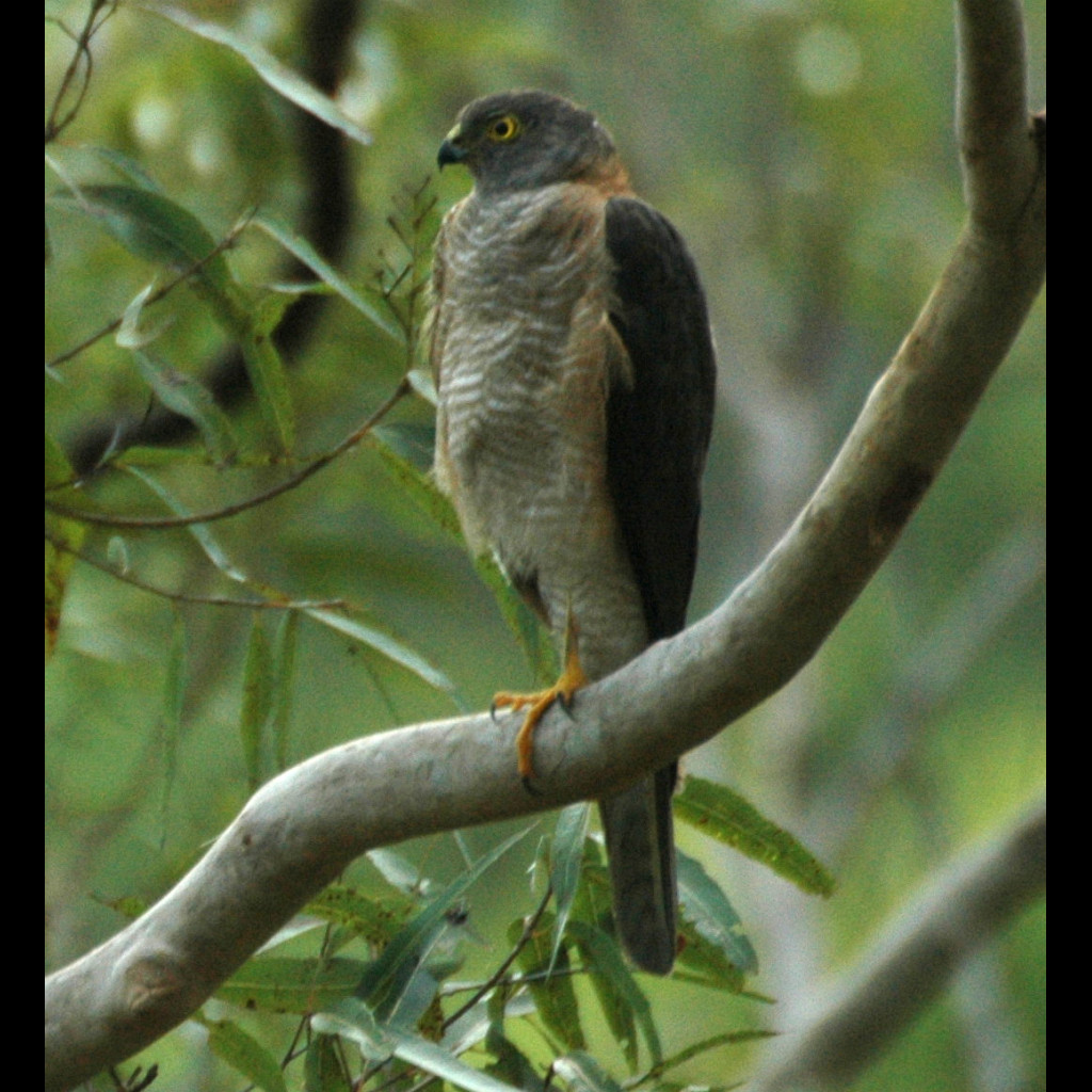 Collared Sparrowhawk