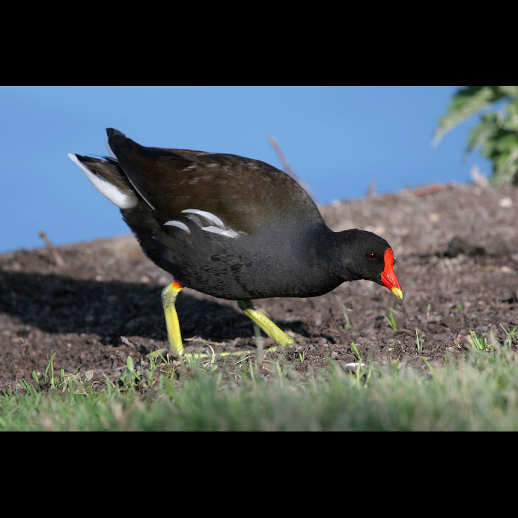Common Moorhen