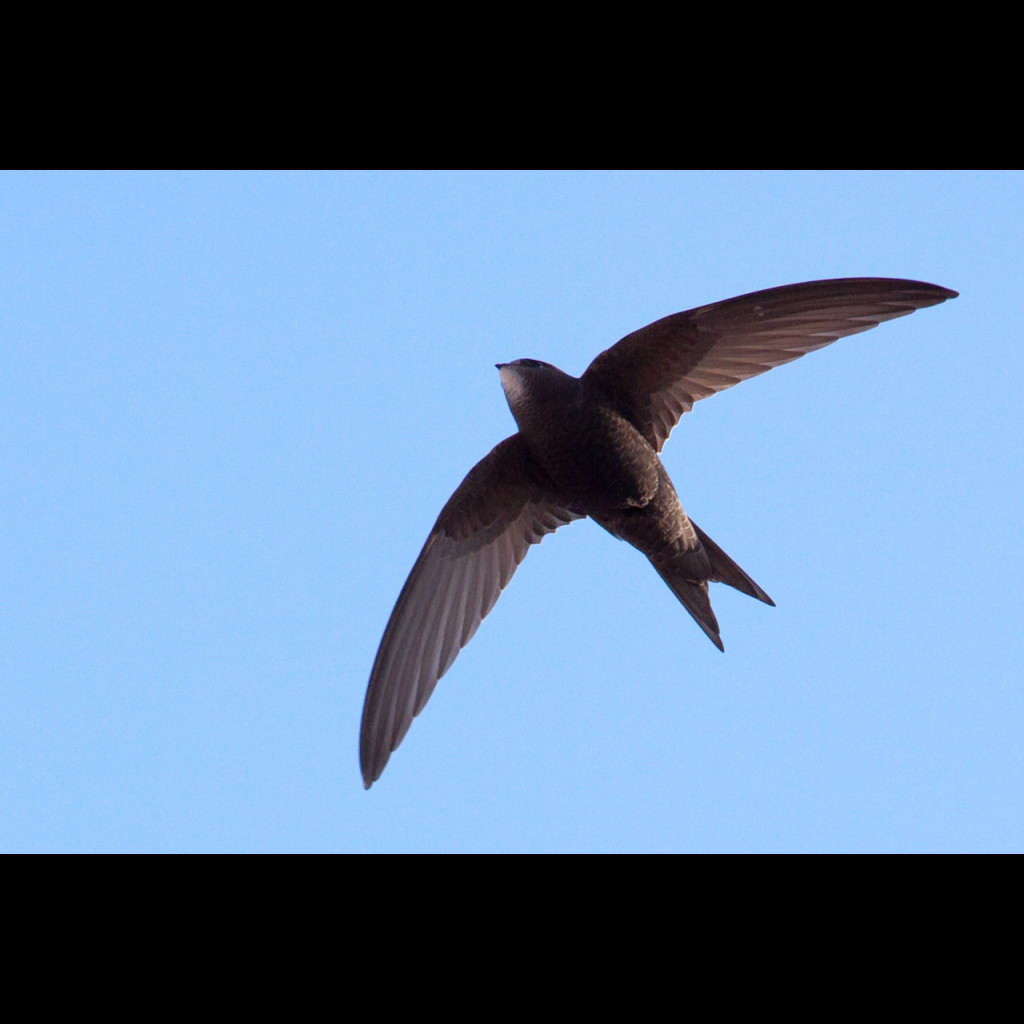 Common Swift