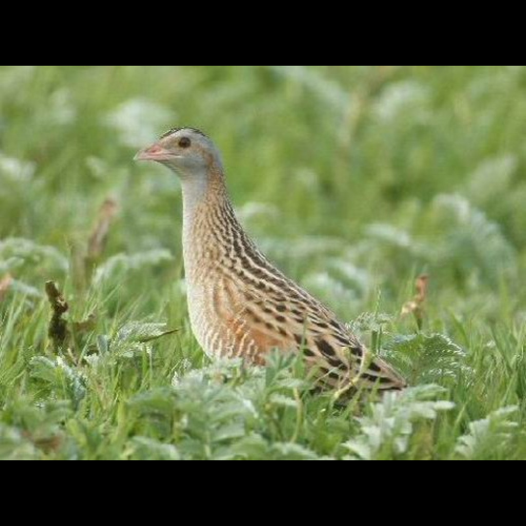 Corncrake