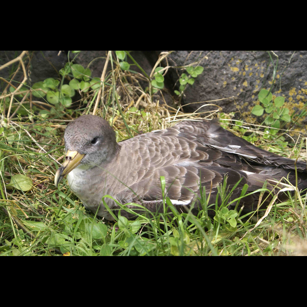 Cory's Shearwater
