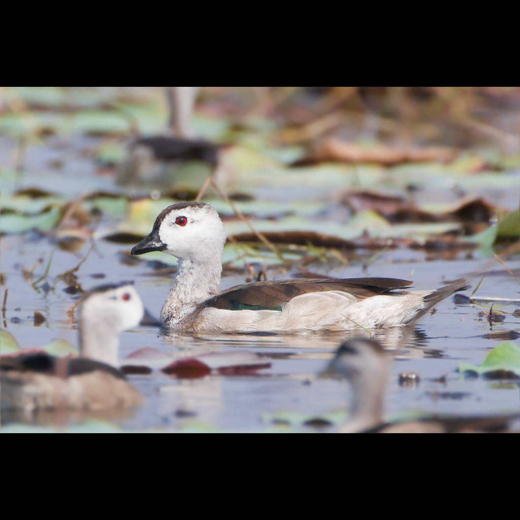 Cotton Pygmy-goose
