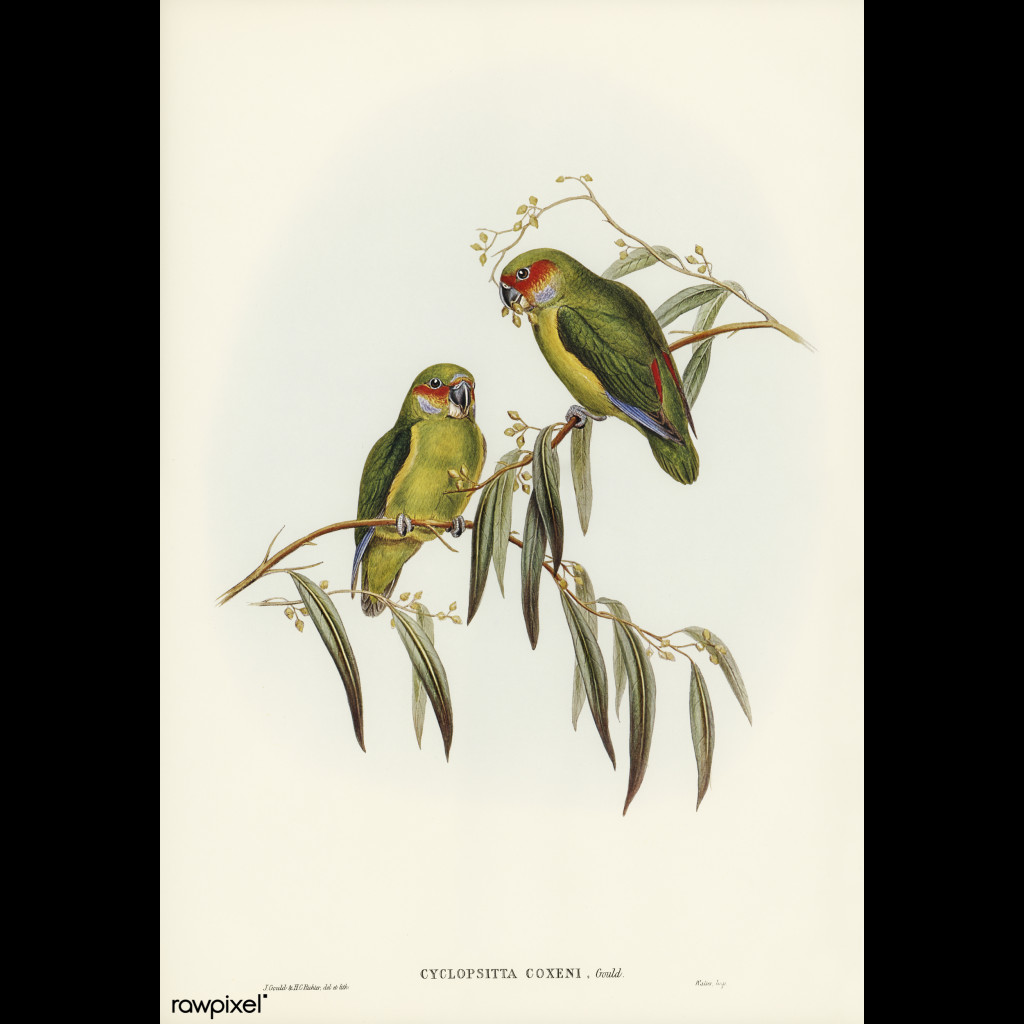 Coxen's Fig-Parrot