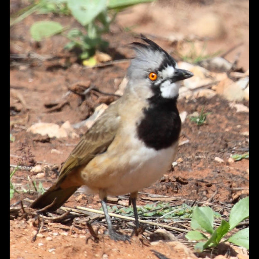 Crested Bellbird