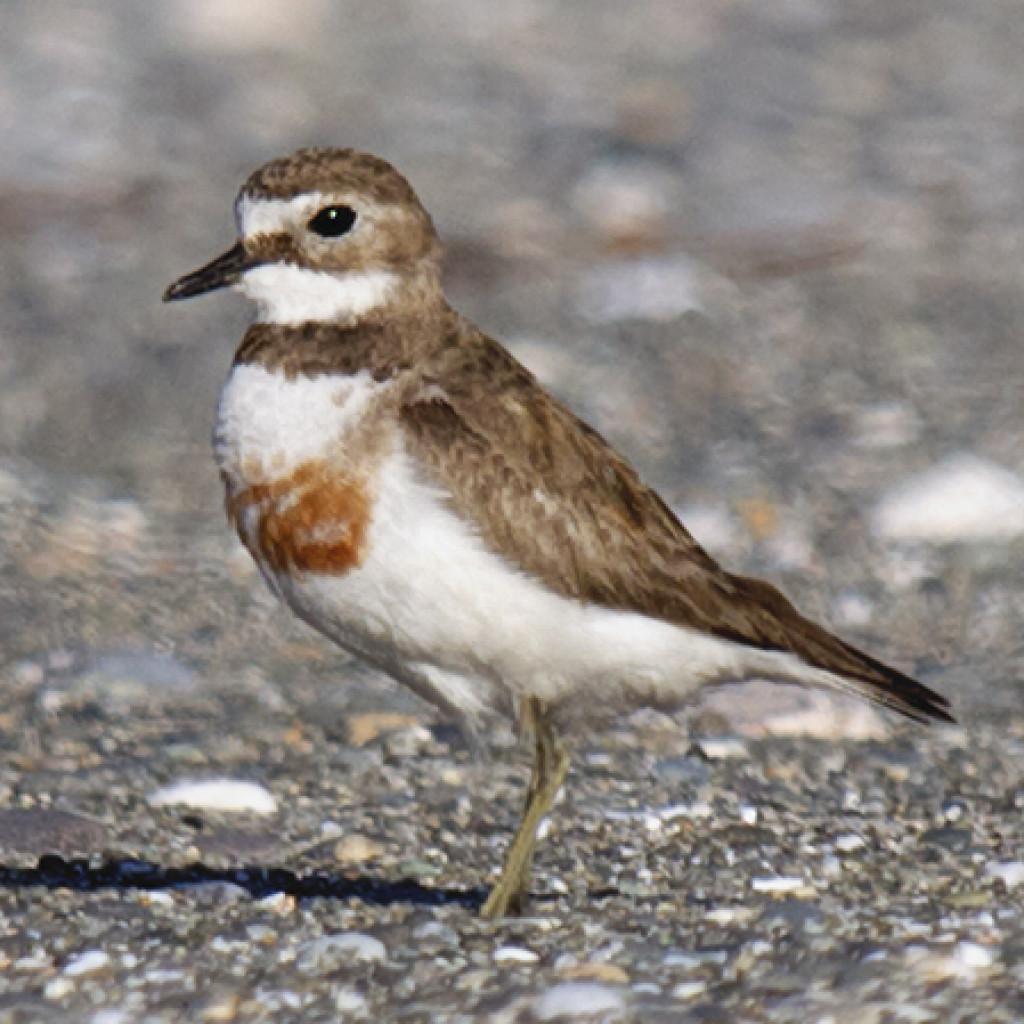 Double-banded Plover