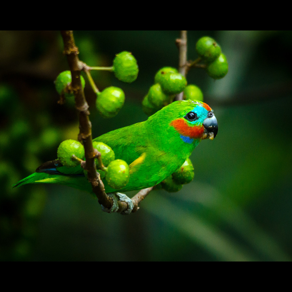 Double-eyed Fig-Parrot
