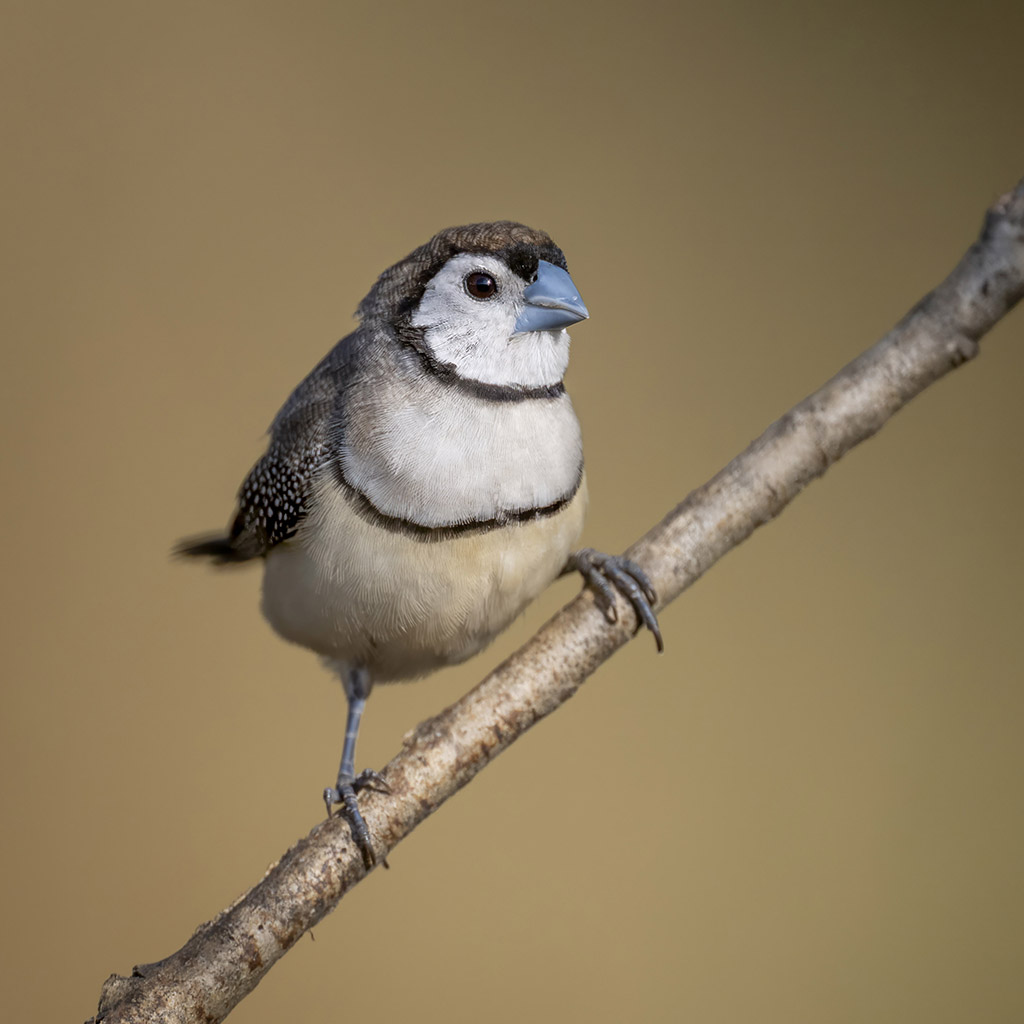 Double-barred finch