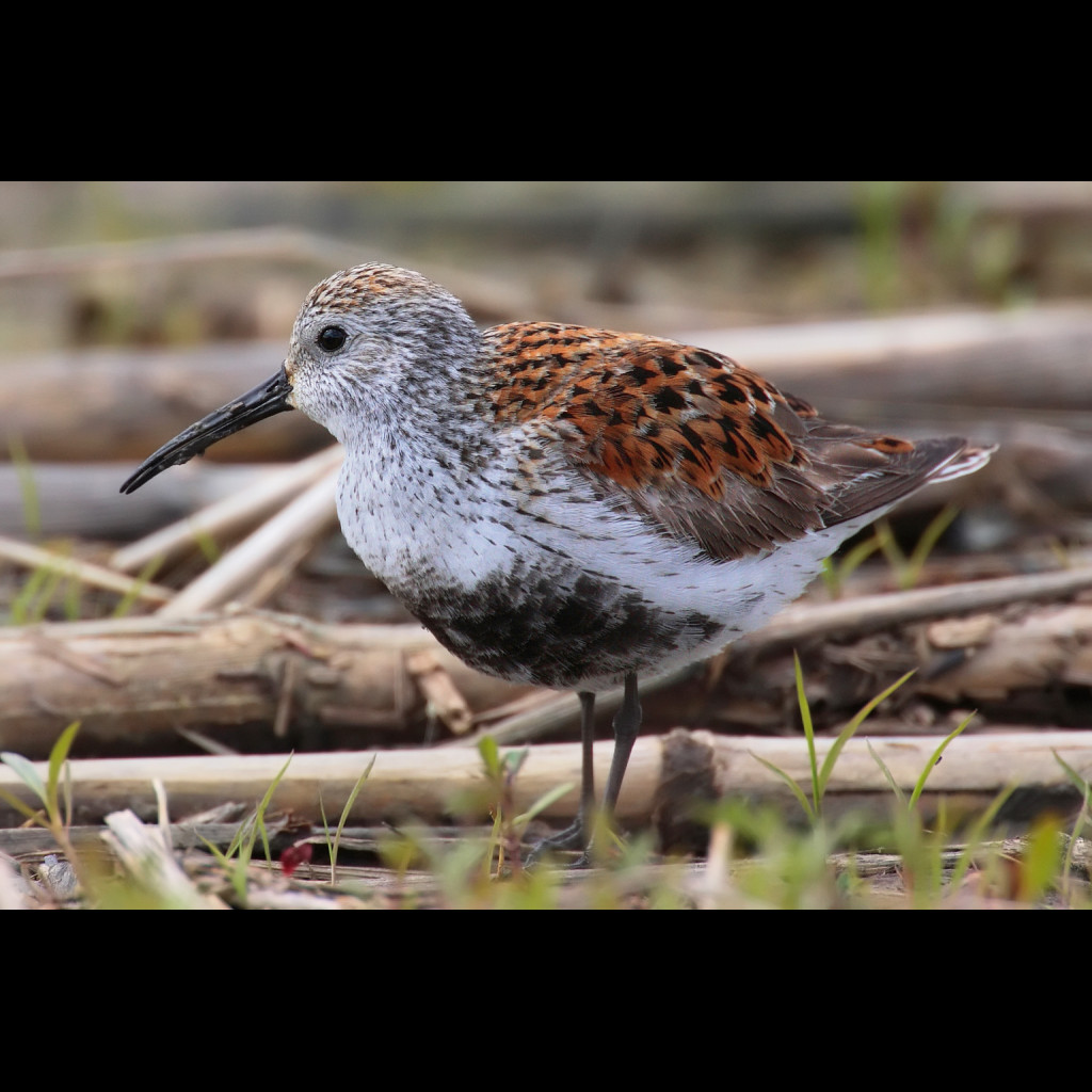 Dunlin
