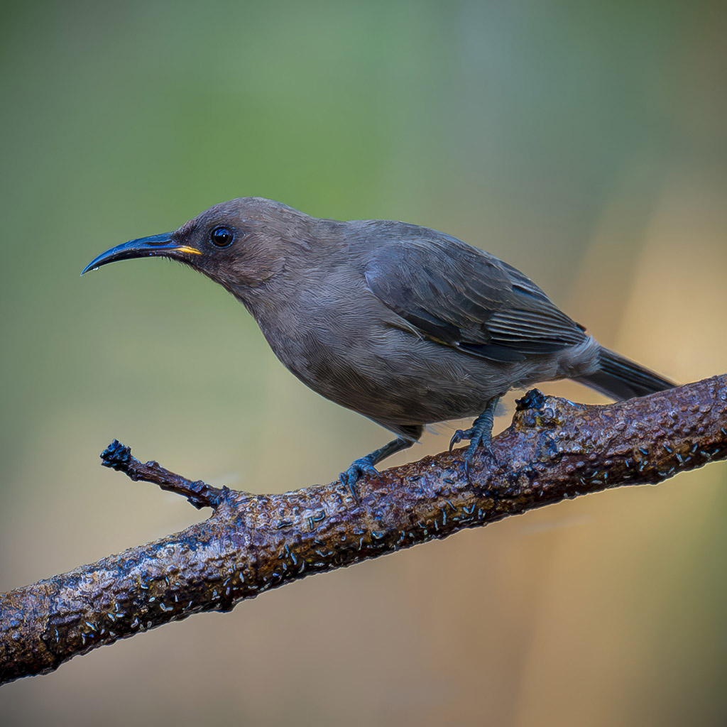Dusky Myzomela