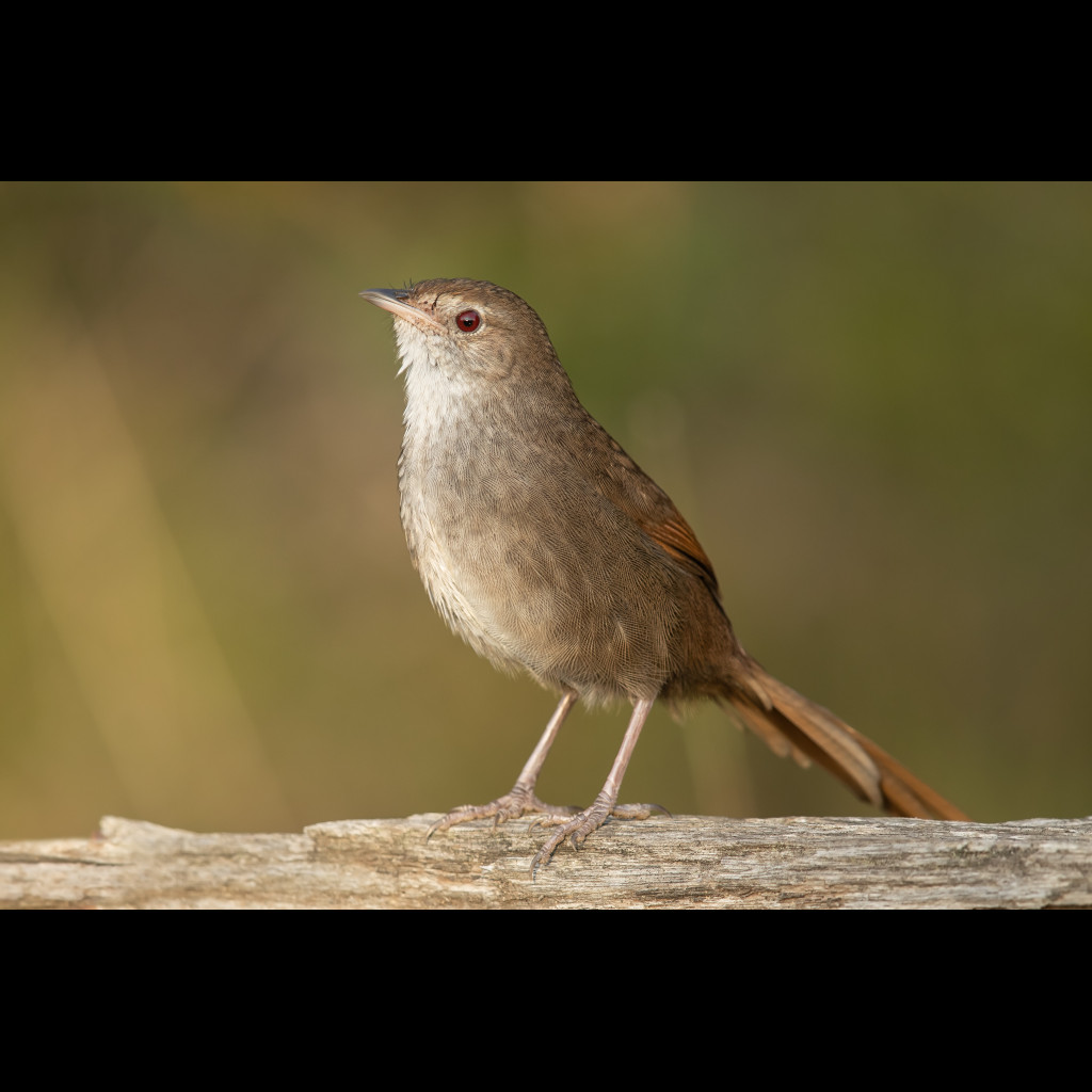 Eastern Bristlebird
