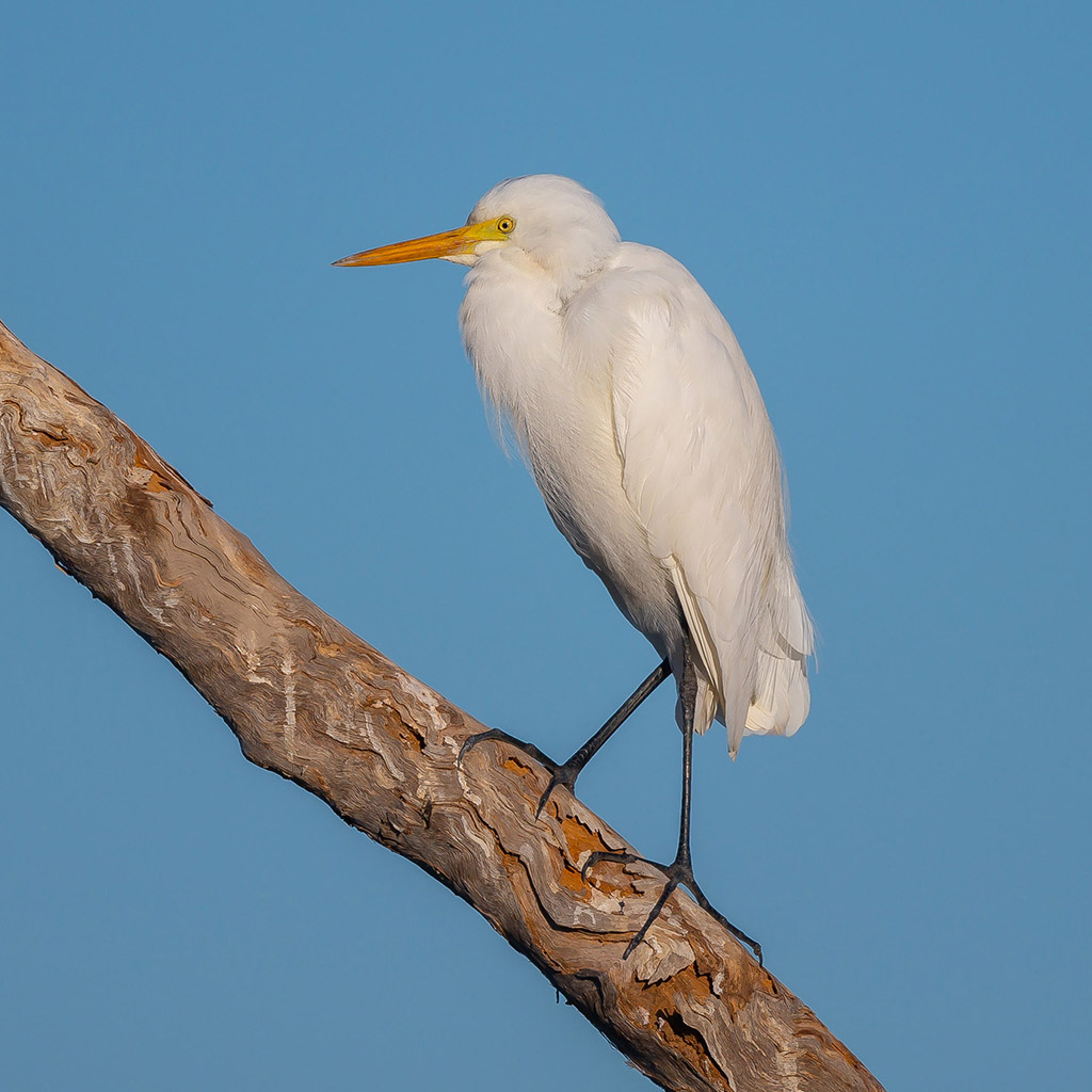 Eastern Cattle Egret
