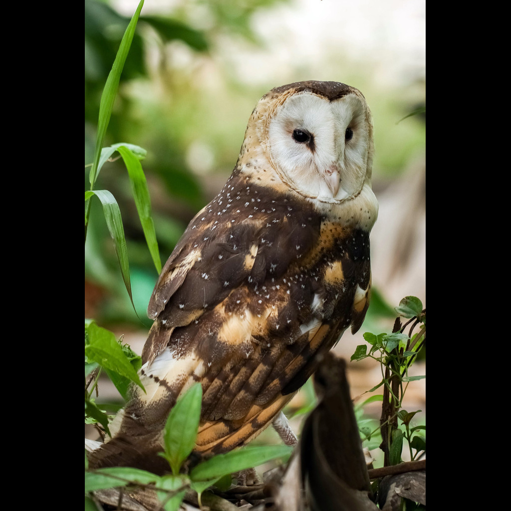 Eastern Grass Owl