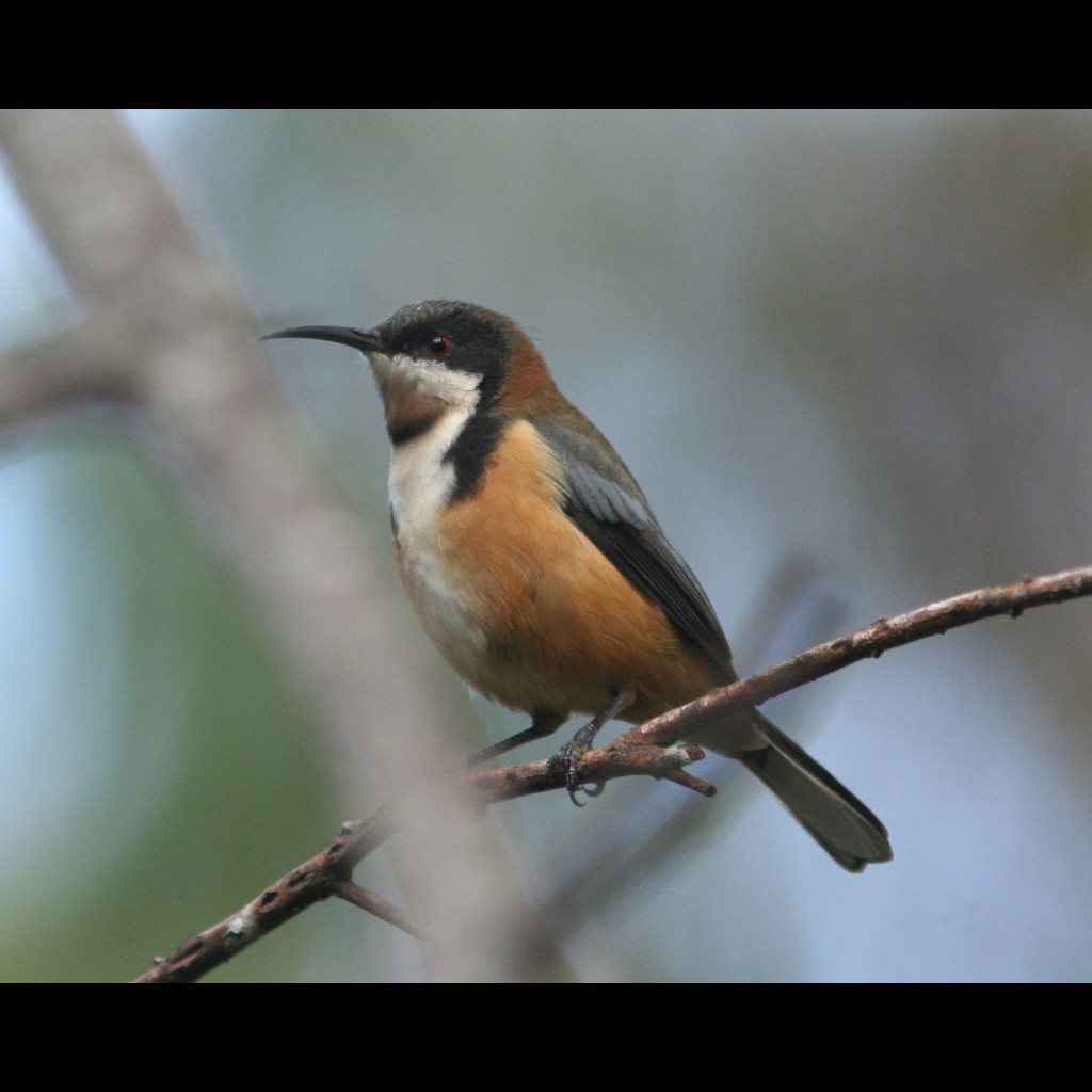 Eastern Spinebill