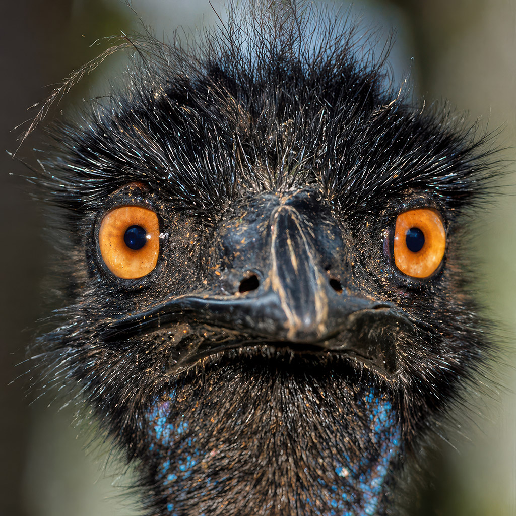 Emu