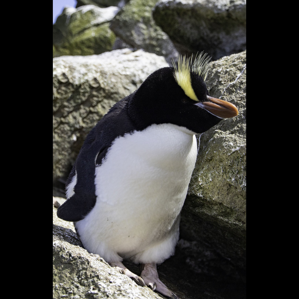 Erect-crested Penguin