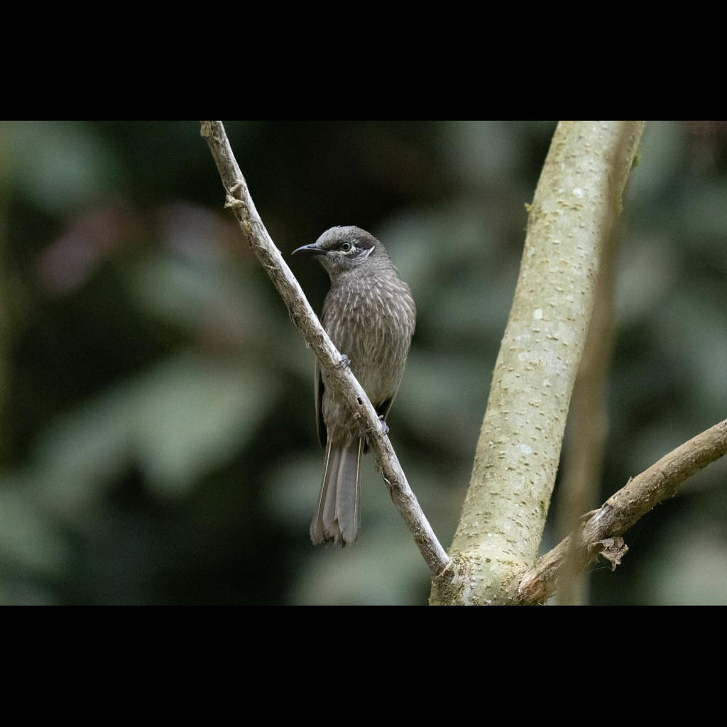 Eungella Honeyeater