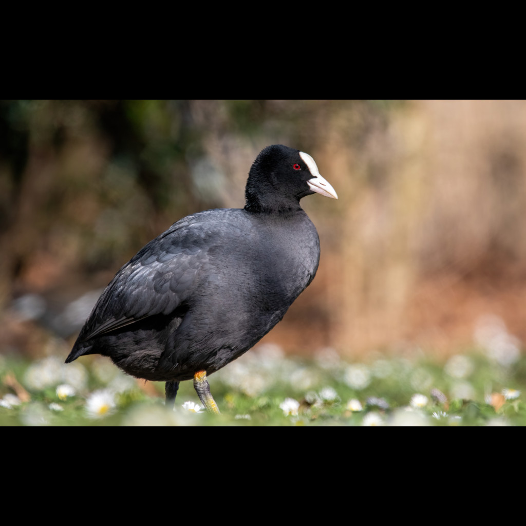 Eurasian Coot