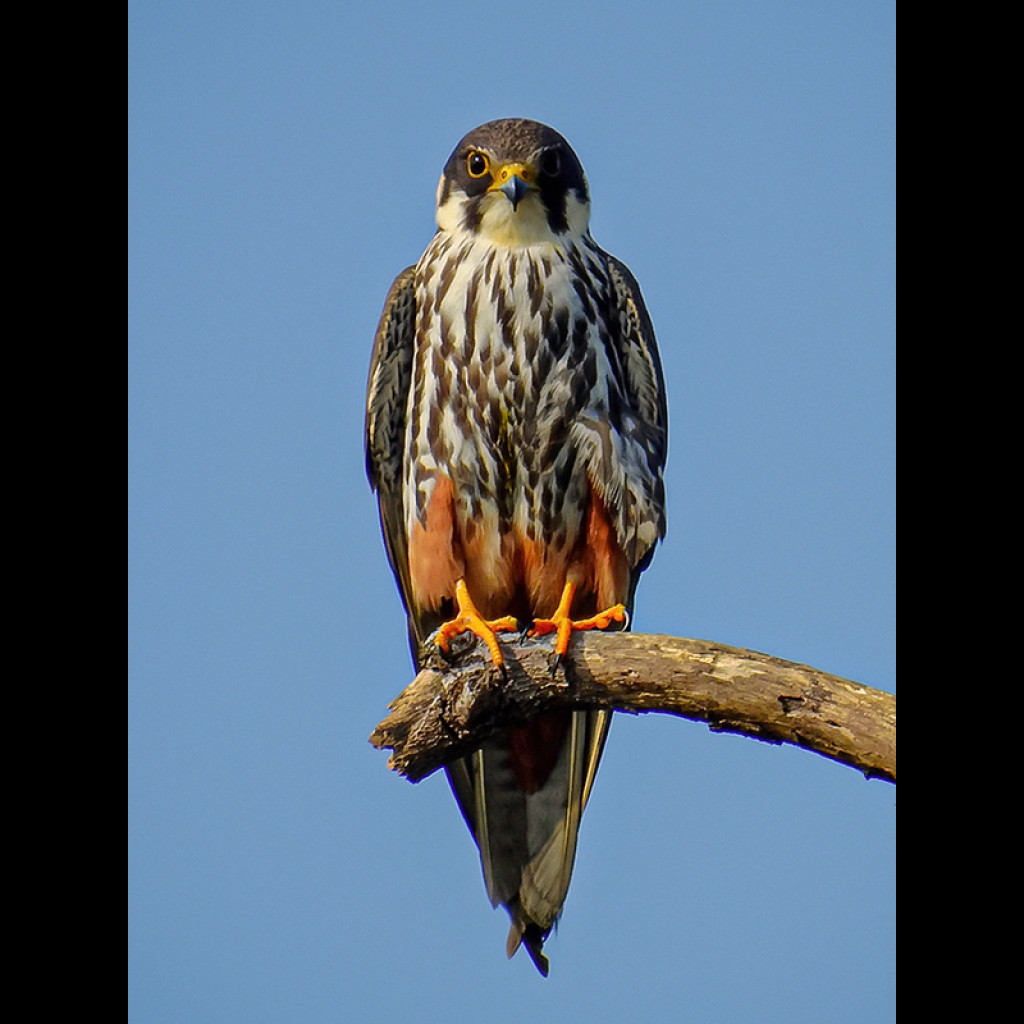 Eurasian Hobby