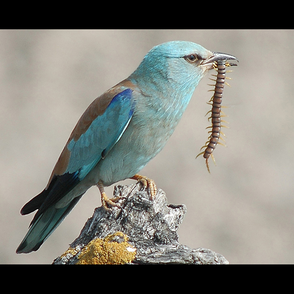 European Roller