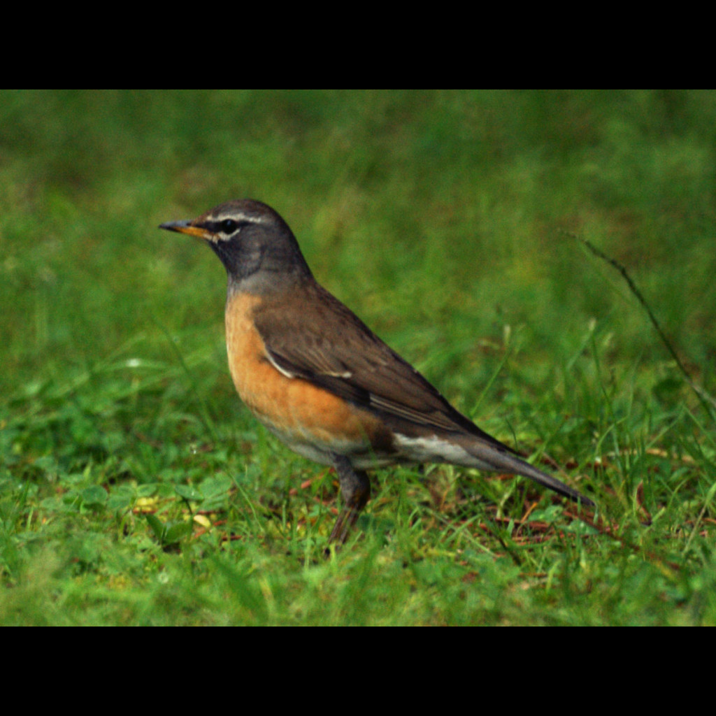 Eyebrowed Thrush
