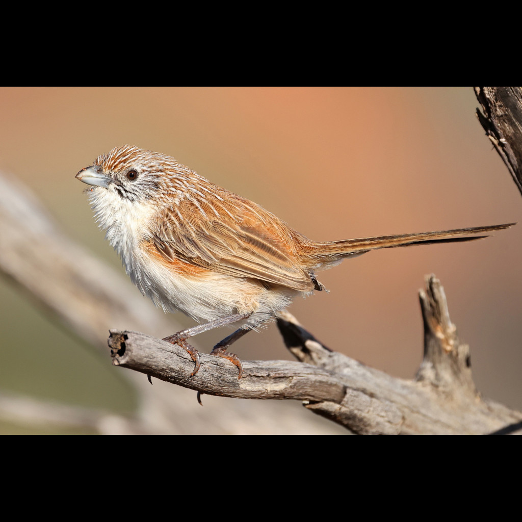 Eyrean Grasswren