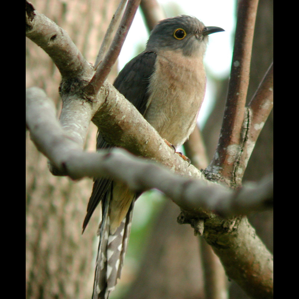 Fan-tailed Cuckoo