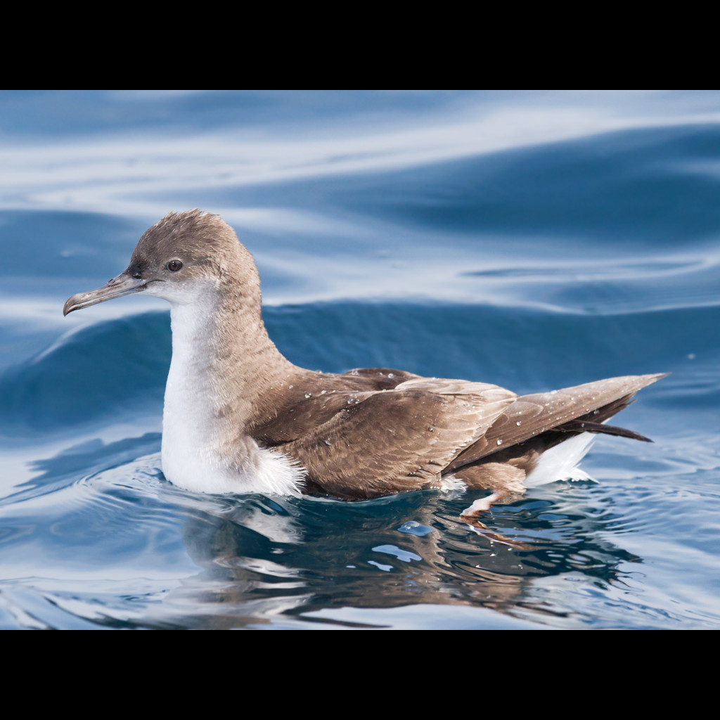 Fluttering Shearwater