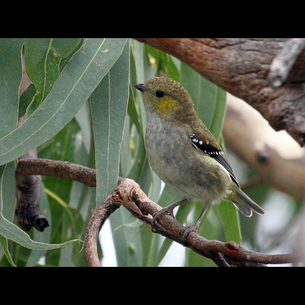 Forty-spotted Pardalote