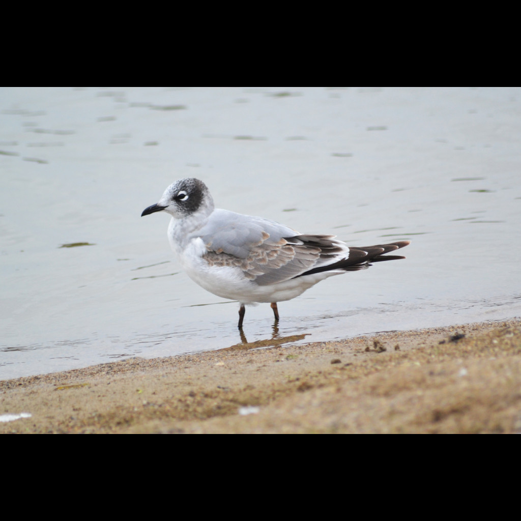 Franklin's Gull