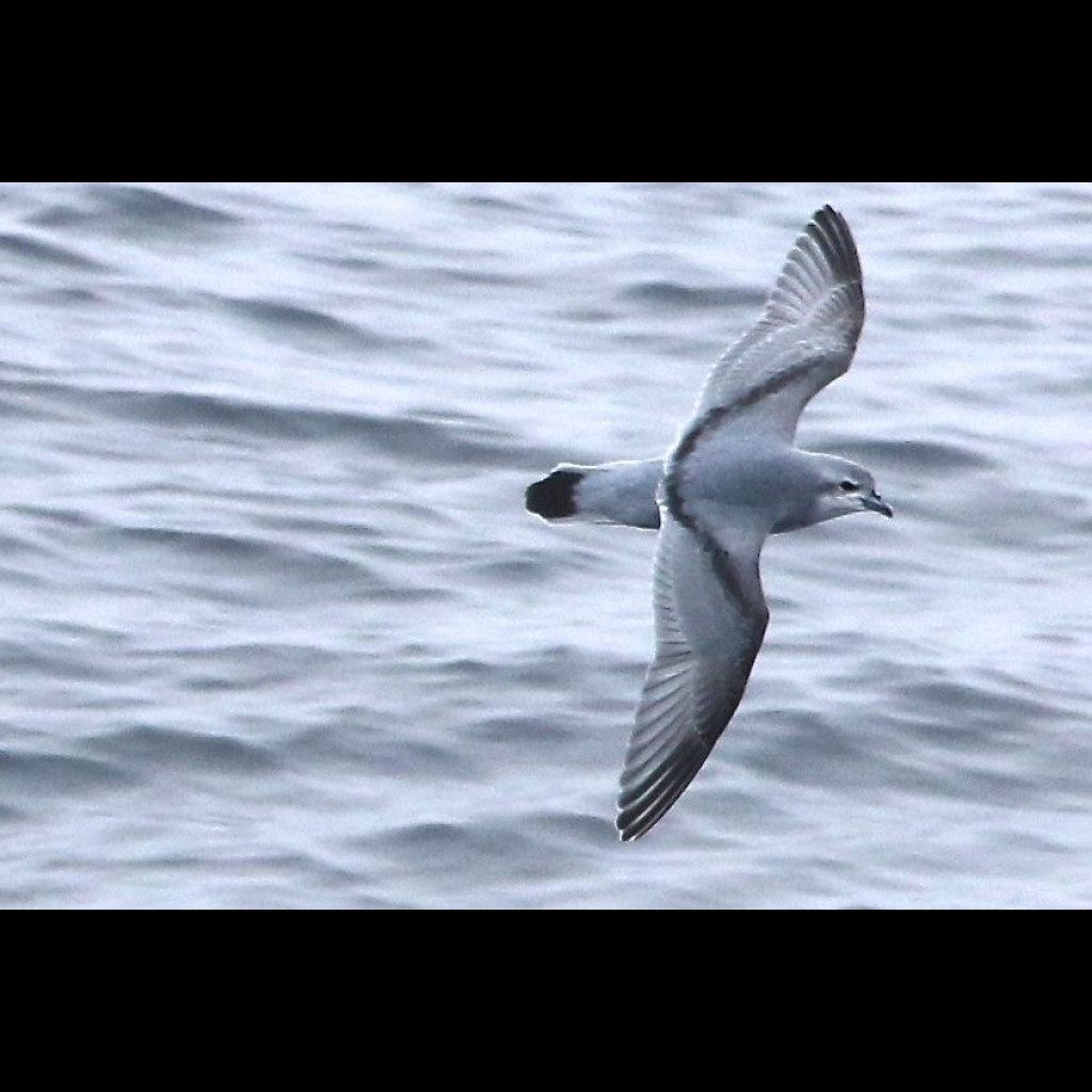 Fulmar Prion
