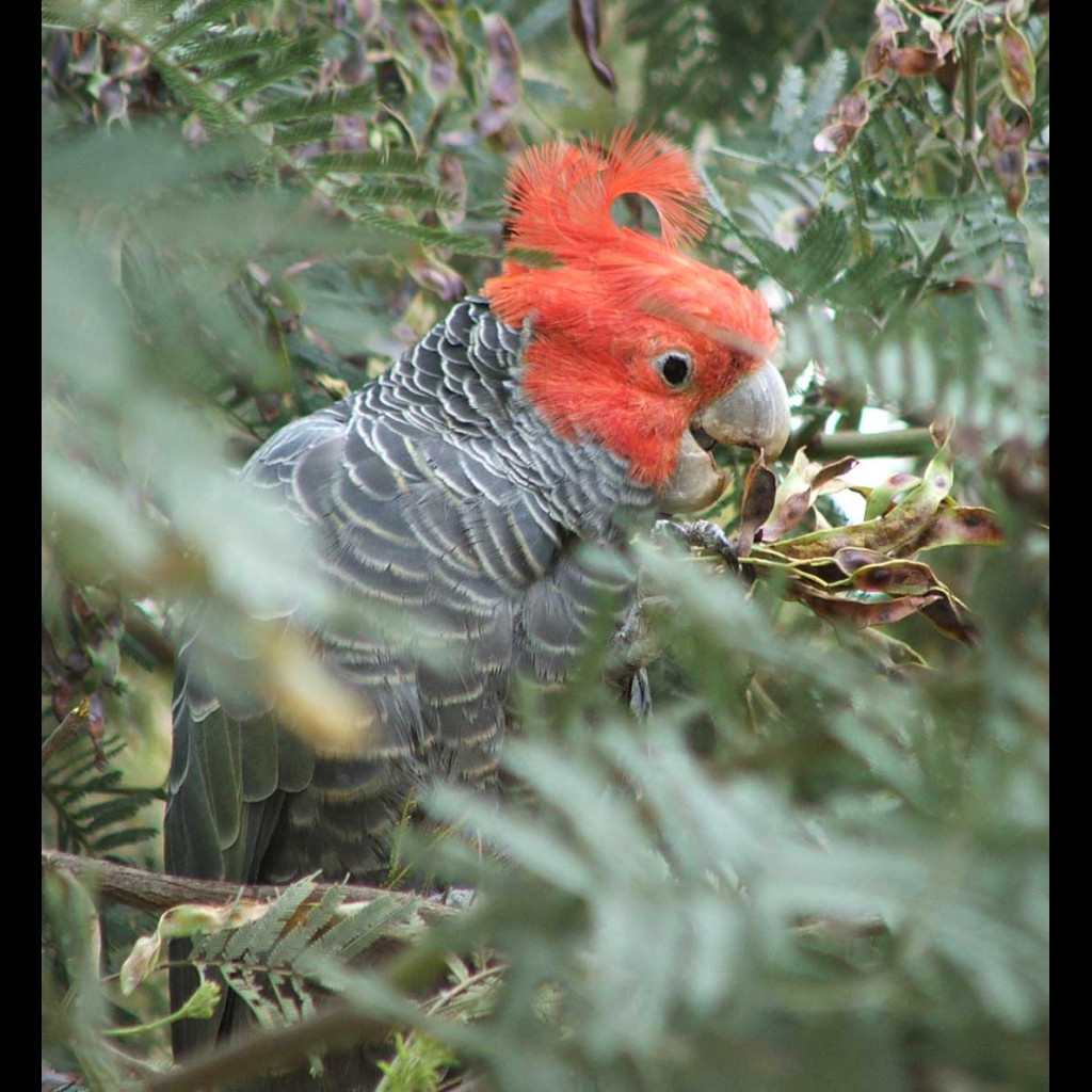 Gang-gang Cockatoo